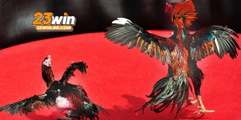 Giới thiệu nguyên tắc thi đấu của chọi gà cựa dao